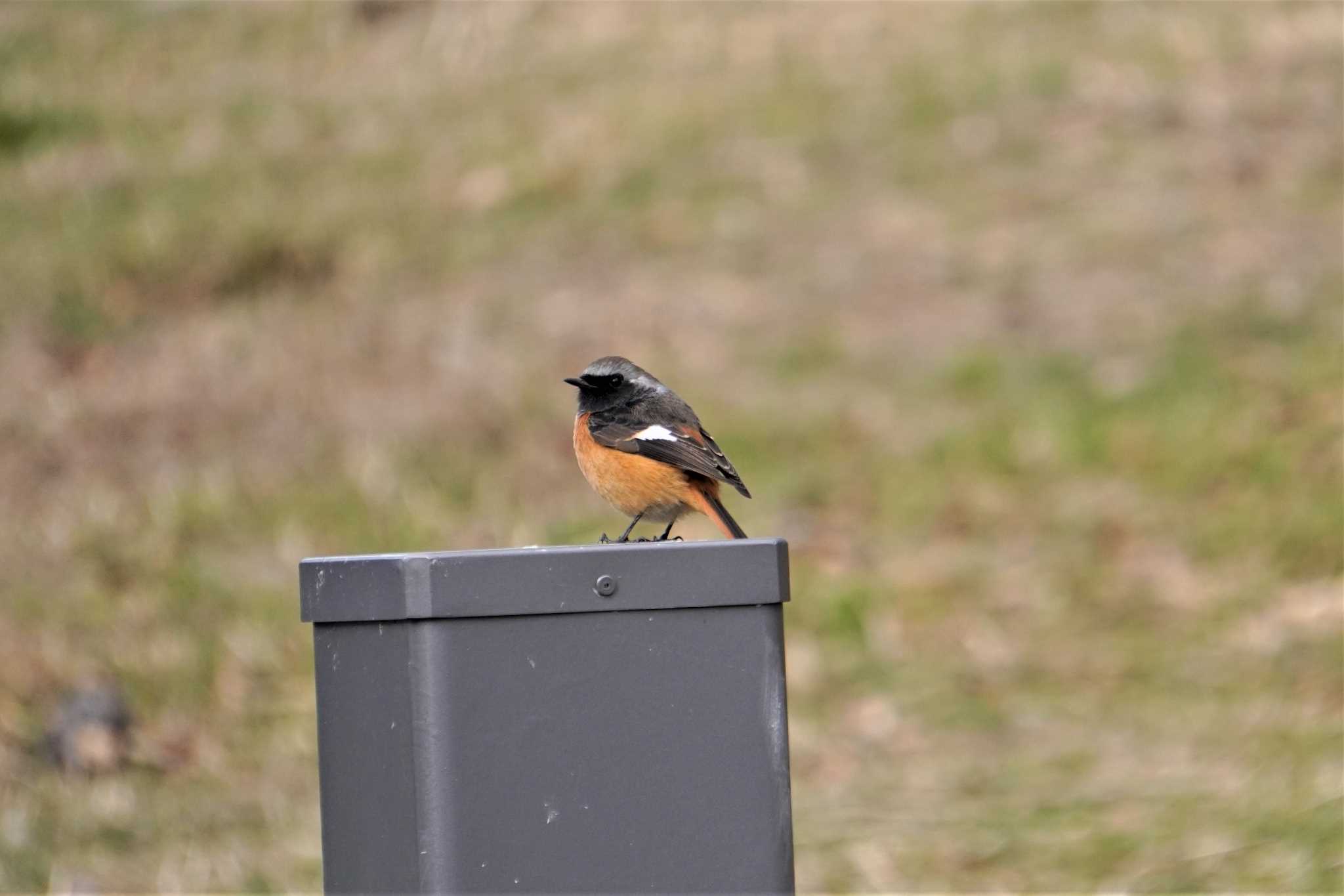 Photo of Daurian Redstart at 千里南公園 by BARD9800