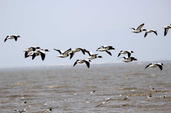 Common Shelduck Daijugarami Higashiyoka Coast Wed, 12/14/2016