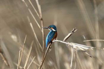 Common Kingfisher 服部霊園 Tue, 2/23/2021