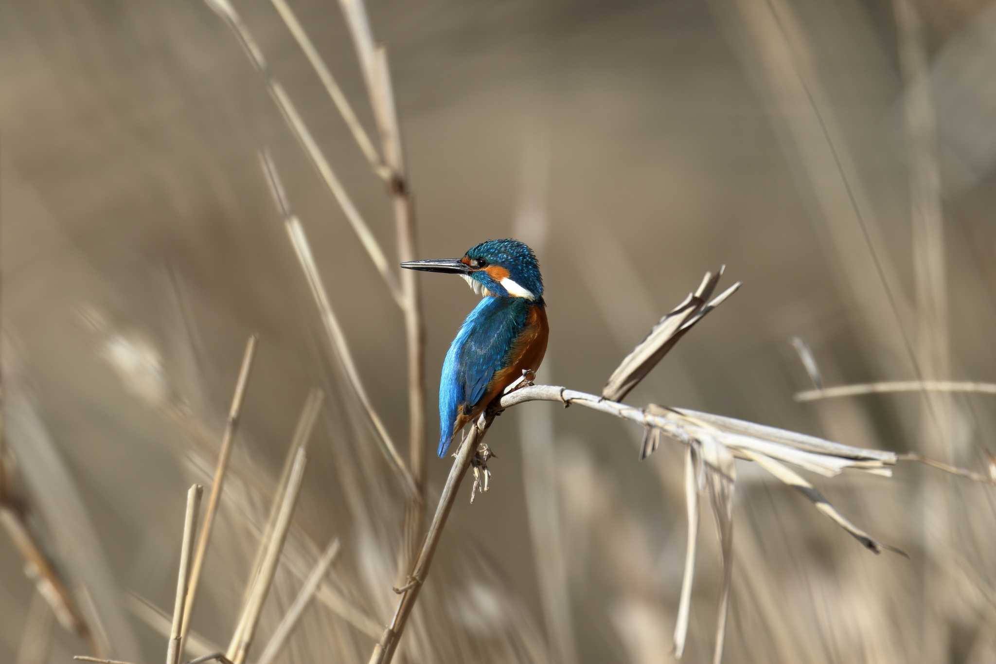 Photo of Common Kingfisher at 服部霊園 by 哲庵（てつあん）
