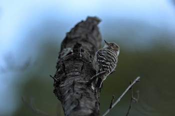 Japanese Pygmy Woodpecker Hattori Ryokuchi Park Tue, 2/23/2021