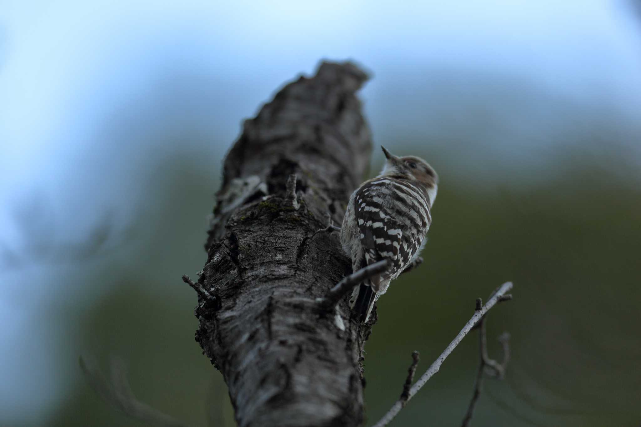 Photo of Japanese Pygmy Woodpecker at Hattori Ryokuchi Park by 哲庵（てつあん）