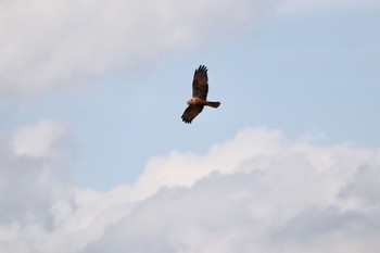 Eastern Marsh Harrier Unknown Spots Tue, 2/23/2021