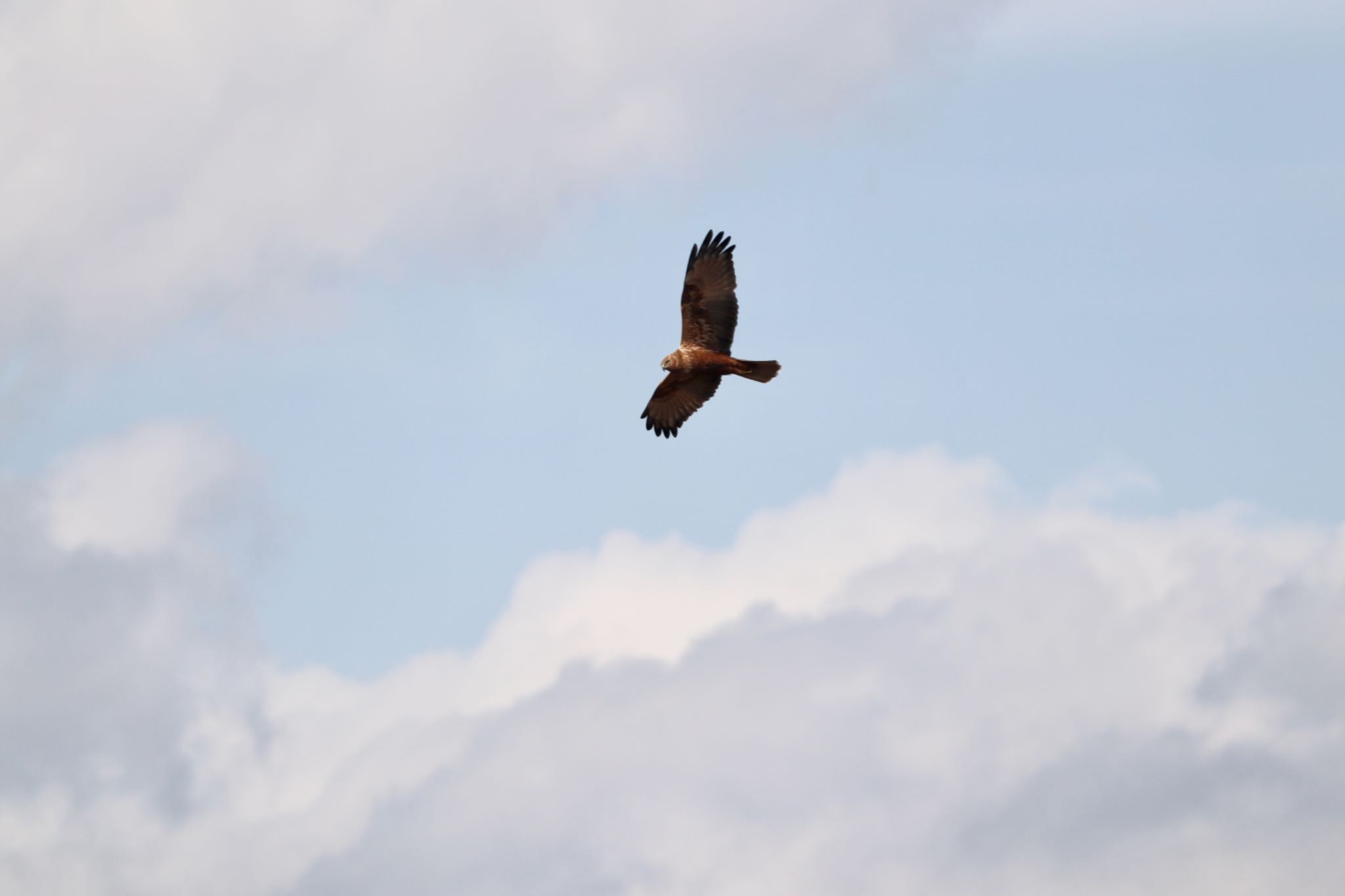Photo of Eastern Marsh Harrier at  by キジハタ