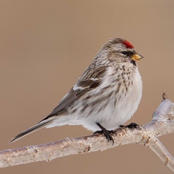 Common Redpoll 北海道 Mon, 2/22/2021