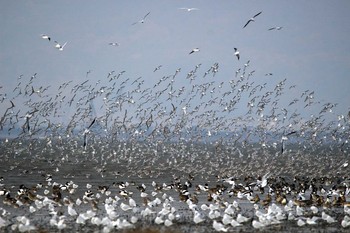 Dunlin Daijugarami Higashiyoka Coast Wed, 12/14/2016