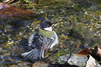 シジュウカラ 愛知県森林公園 2021年2月22日(月)