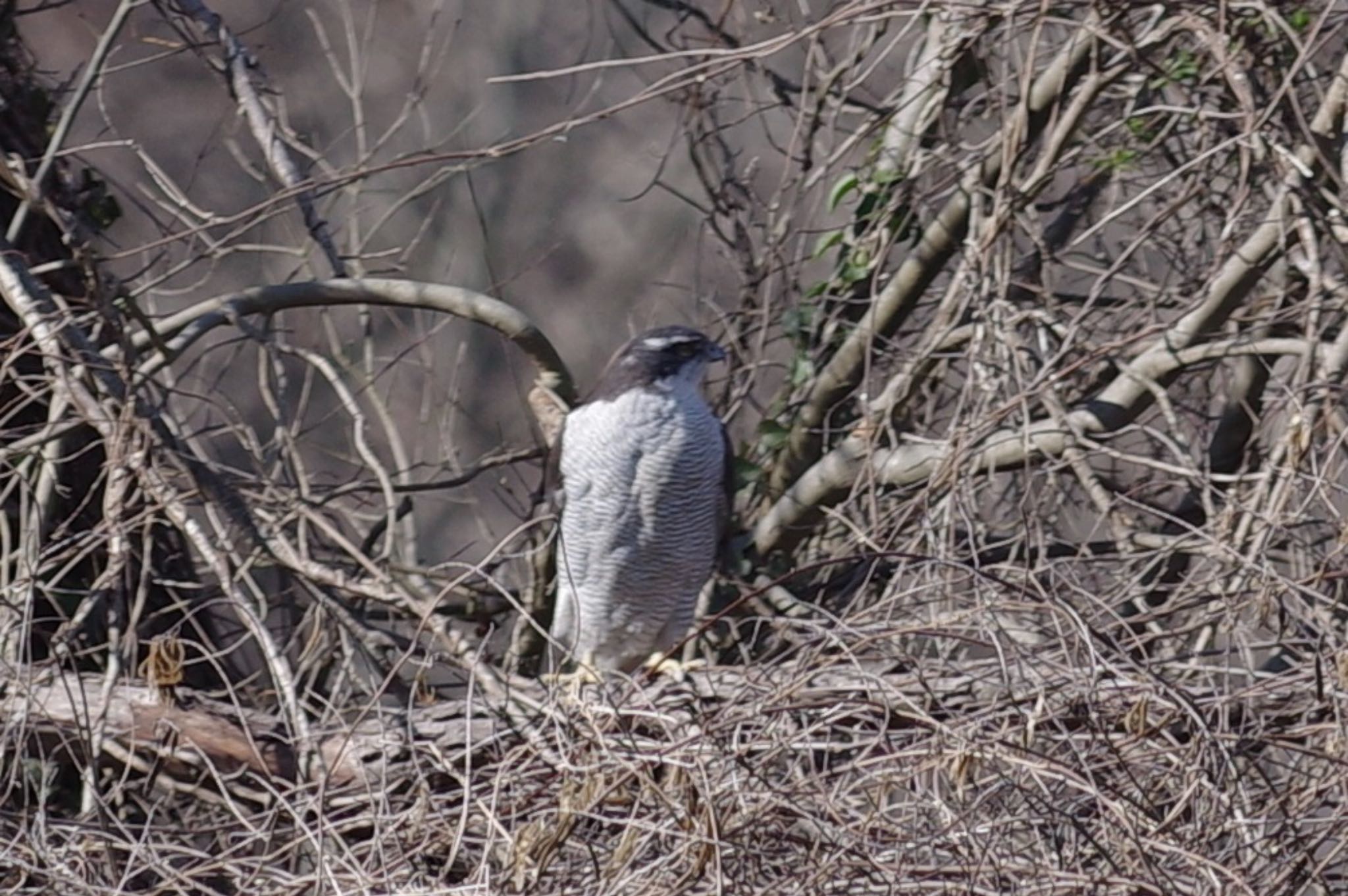 Photo of Eurasian Goshawk at 21世紀の森と広場(千葉県松戸市) by TOMOTOMO