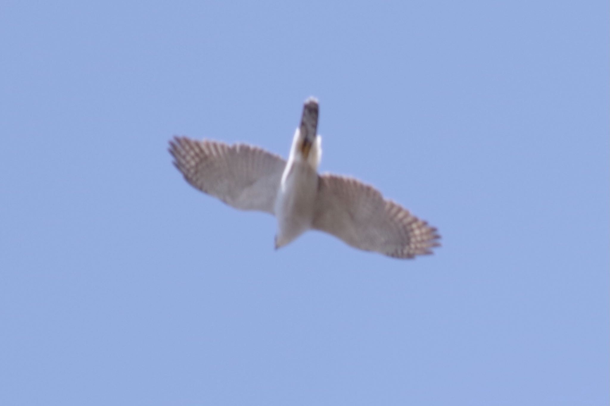 Eurasian Goshawk