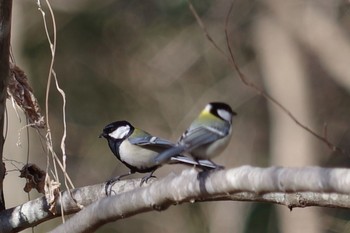 シジュウカラ 21世紀の森と広場(千葉県松戸市) 2021年2月23日(火)