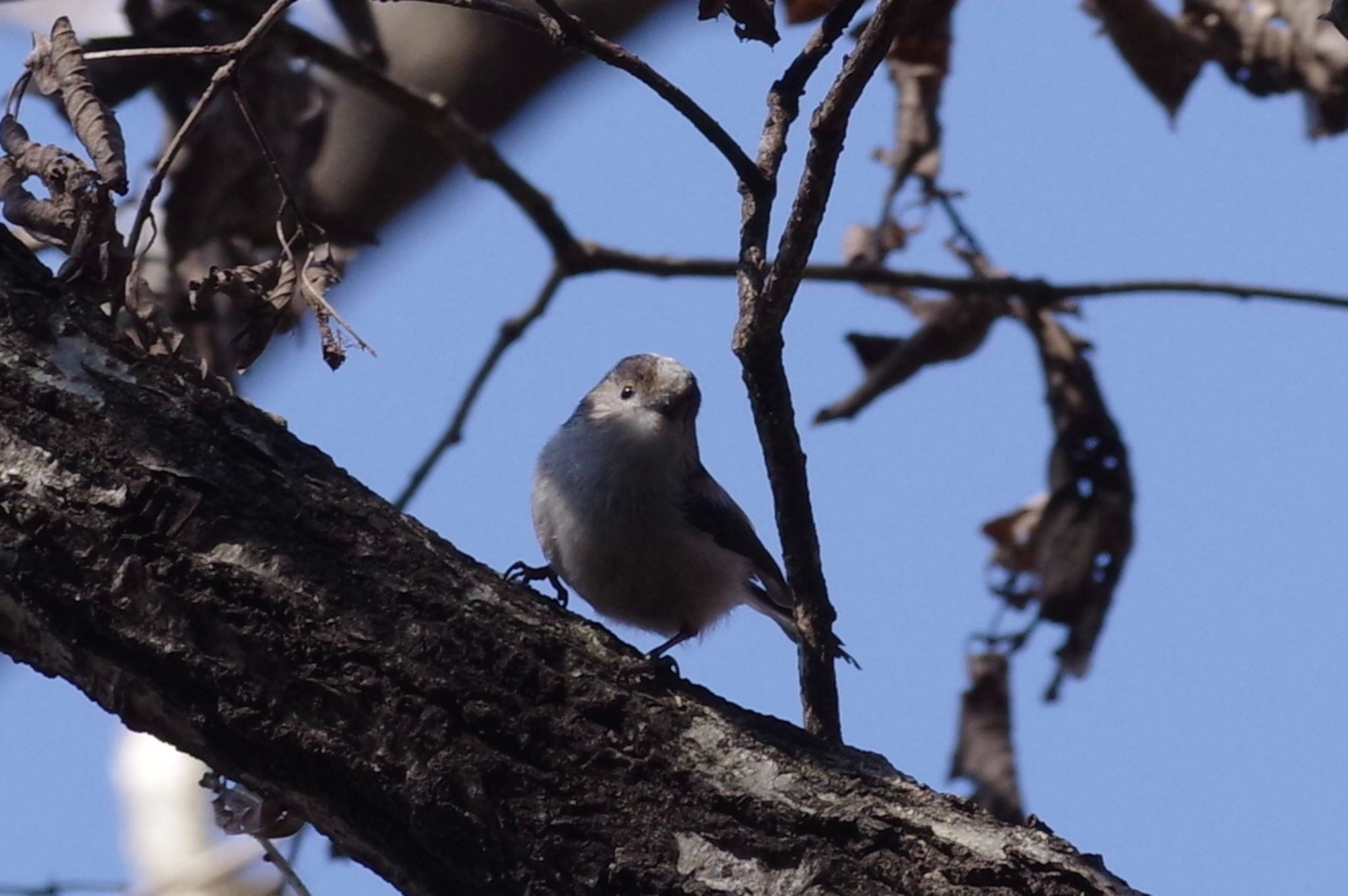 Photo of Long-tailed Tit at 21世紀の森と広場(千葉県松戸市) by TOMOTOMO