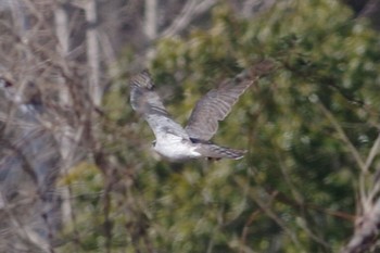 Eurasian Goshawk 21世紀の森と広場(千葉県松戸市) Tue, 2/23/2021