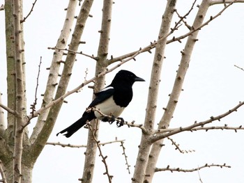 Eurasian Magpie Daijugarami Higashiyoka Coast Thu, 12/15/2016