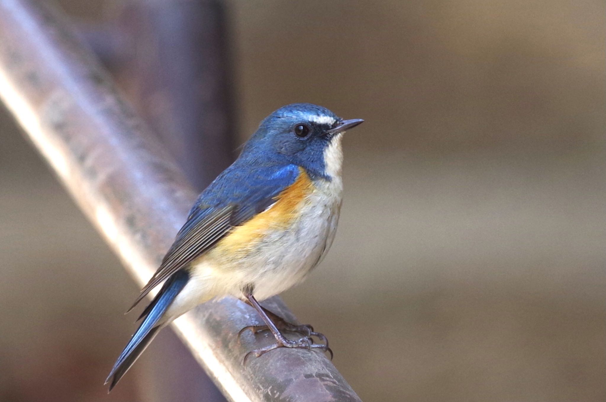 Red-flanked Bluetail