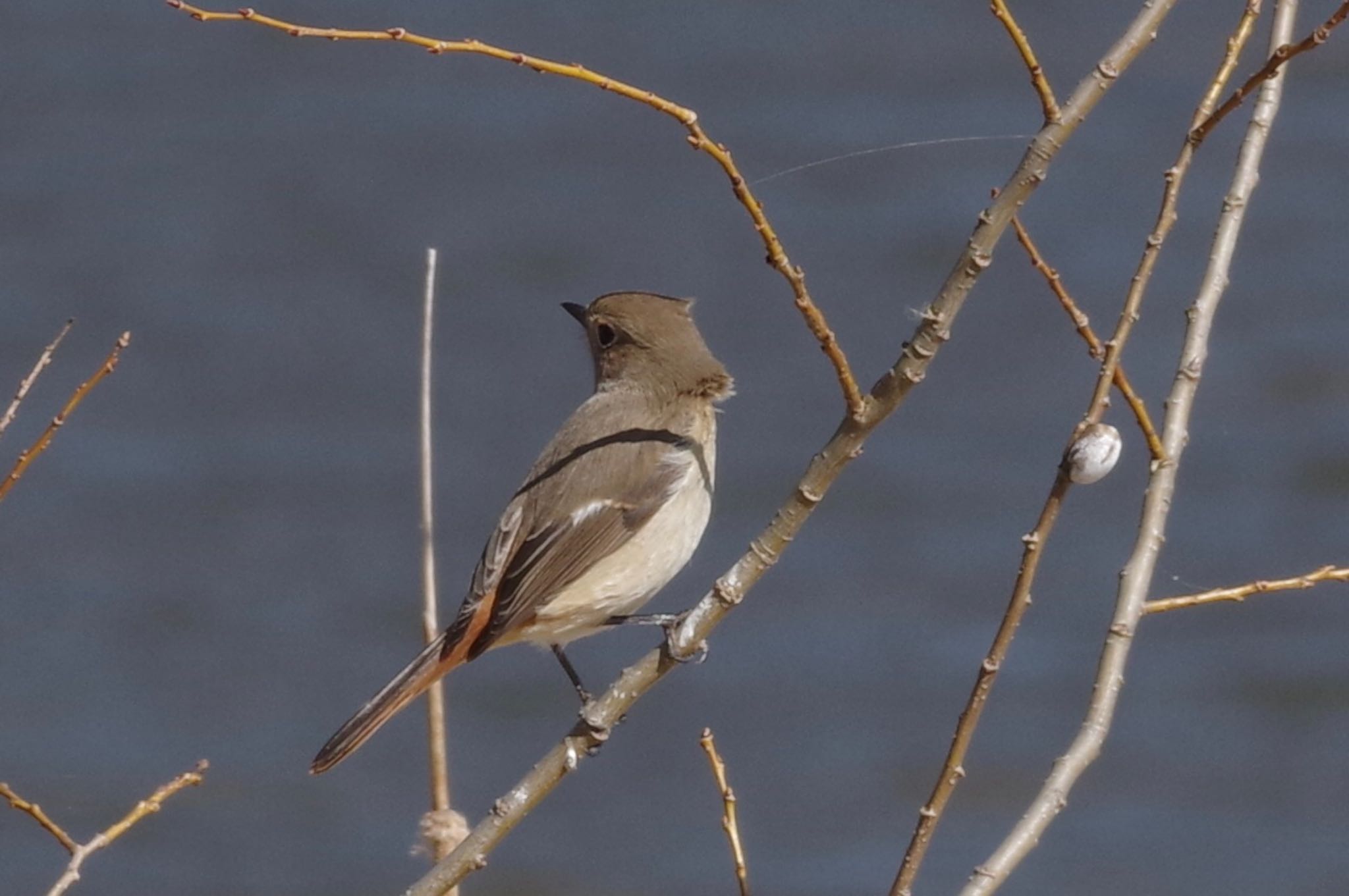 Daurian Redstart