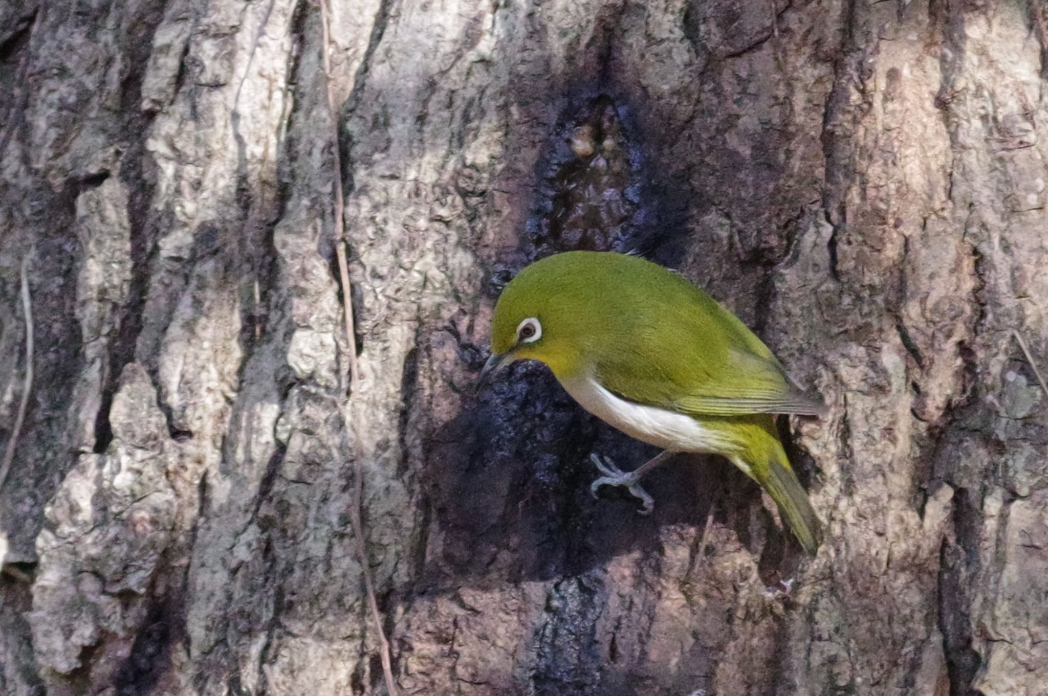 Warbling White-eye