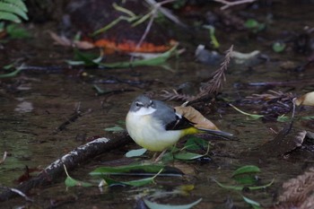 Grey Wagtail 21世紀の森と広場(千葉県松戸市) Tue, 2/23/2021