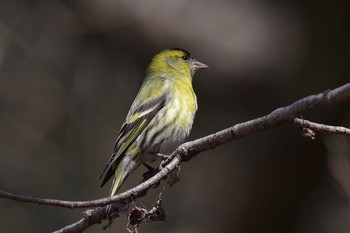 Eurasian Siskin 21世紀の森と広場(千葉県松戸市) Tue, 2/23/2021