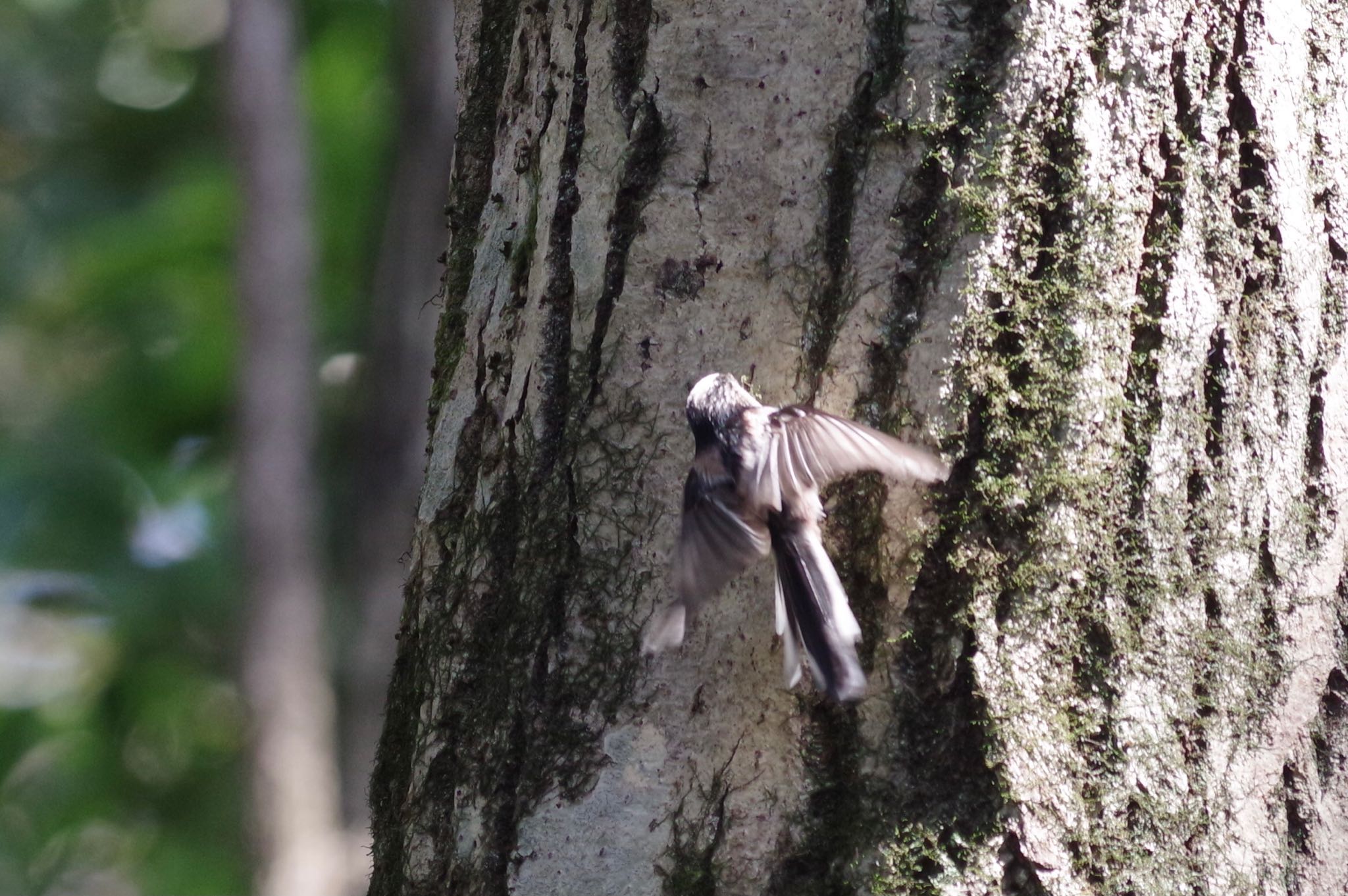 Long-tailed Tit