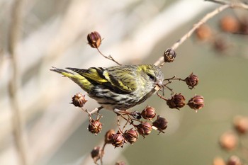 Eurasian Siskin 福島県 Tue, 2/23/2021