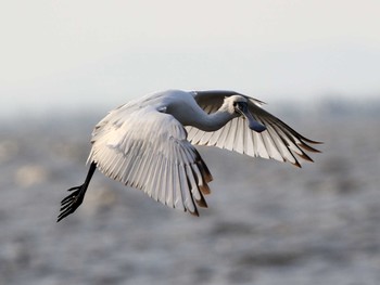 Black-faced Spoonbill Daijugarami Higashiyoka Coast Thu, 12/15/2016