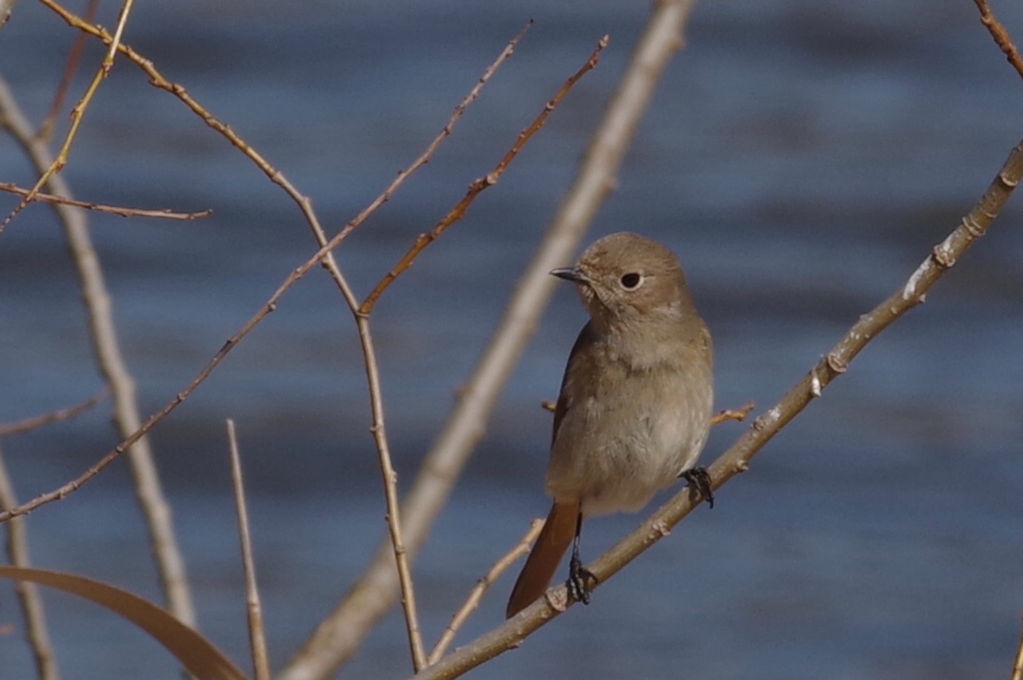 Daurian Redstart