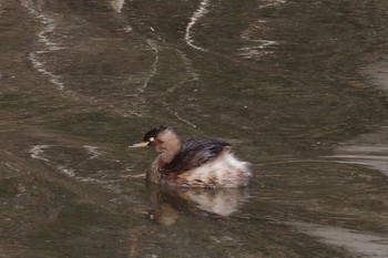 Little Grebe 21世紀の森と広場(千葉県松戸市) Tue, 2/23/2021