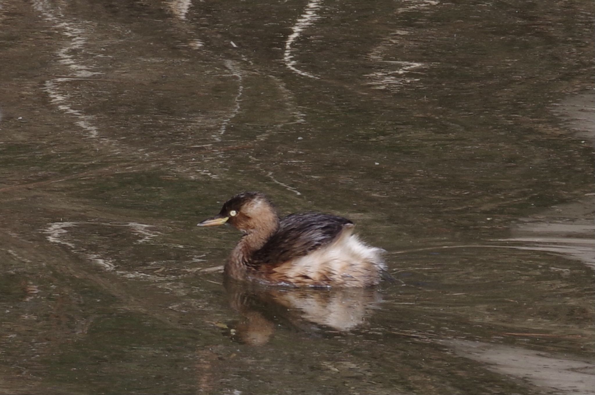 Photo of Little Grebe at 21世紀の森と広場(千葉県松戸市) by TOMOTOMO