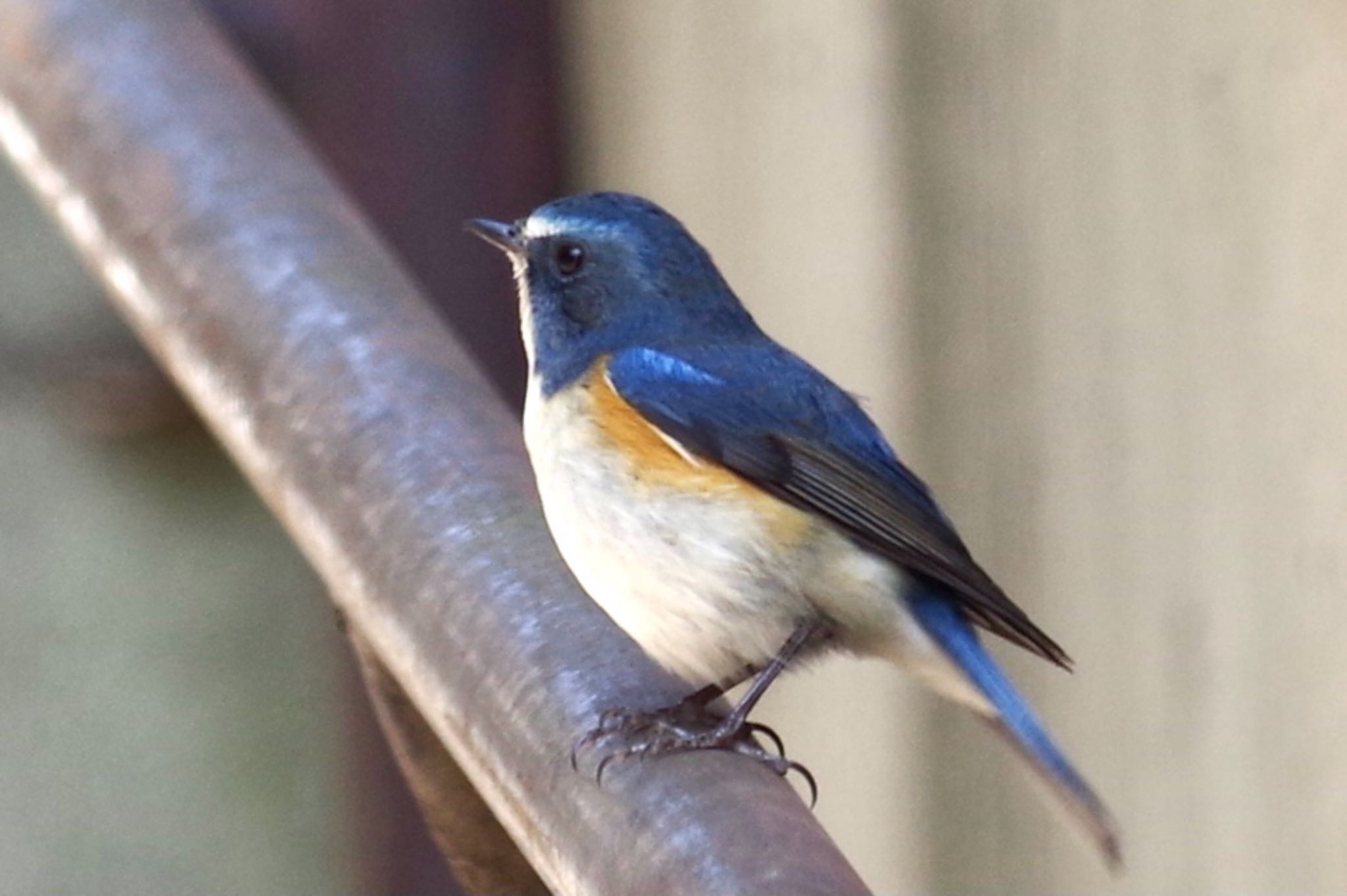 Photo of Red-flanked Bluetail at 21世紀の森と広場(千葉県松戸市) by TOMOTOMO