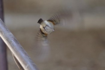 Red-flanked Bluetail 21世紀の森と広場(千葉県松戸市) Tue, 2/23/2021