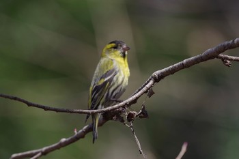 マヒワ 21世紀の森と広場(千葉県松戸市) 2021年2月23日(火)