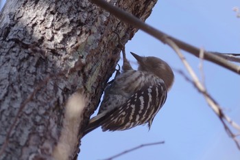 Japanese Pygmy Woodpecker 21世紀の森と広場(千葉県松戸市) Tue, 2/23/2021