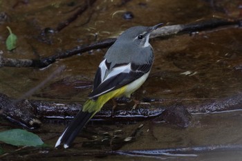 Grey Wagtail 21世紀の森と広場(千葉県松戸市) Tue, 2/23/2021
