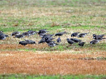 Common Starling Daijugarami Higashiyoka Coast Thu, 12/15/2016