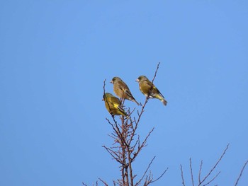 Grey-capped Greenfinch 曽根干潟(曾根干潟) Sat, 1/16/2021