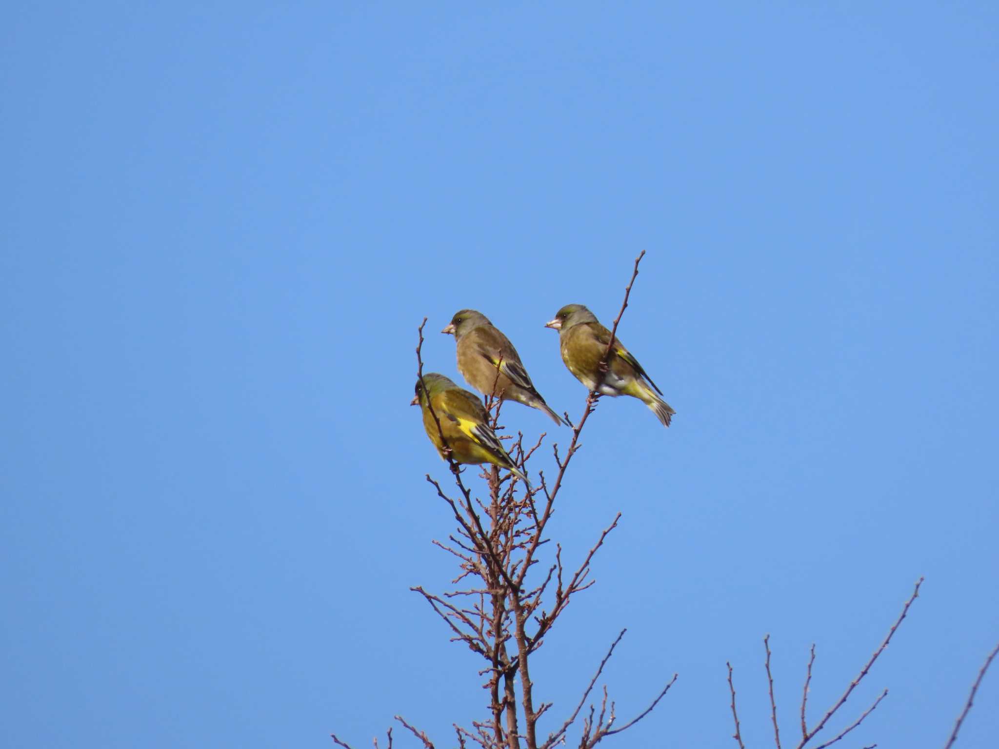 Photo of Grey-capped Greenfinch at 曽根干潟(曾根干潟) by 重い金属