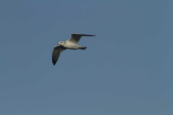 Black-headed Gull 曽根干潟(曾根干潟) Sat, 1/16/2021