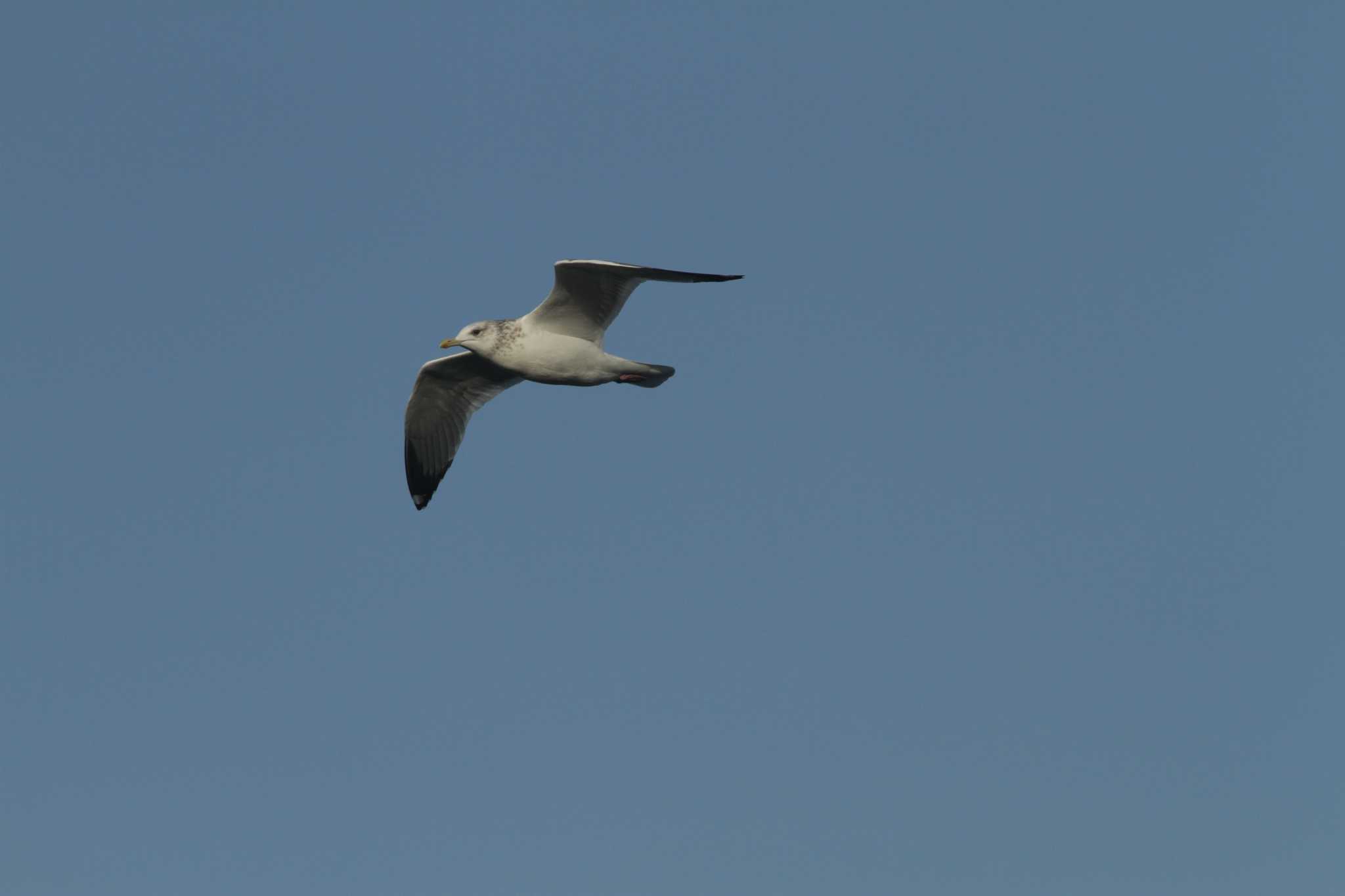 Photo of Black-headed Gull at 曽根干潟(曾根干潟) by 重い金属