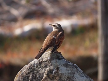 Dusky Thrush 曽根干潟(曾根干潟) Sat, 1/16/2021