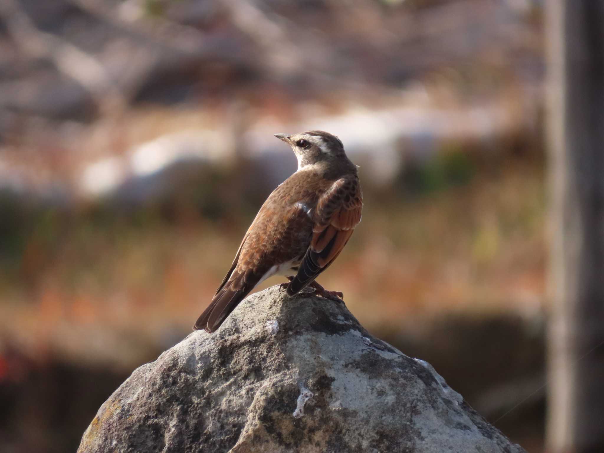 Photo of Dusky Thrush at 曽根干潟(曾根干潟) by 重い金属