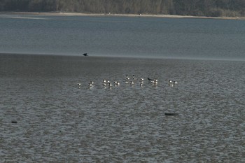 Common Shelduck 曽根干潟(曾根干潟) Sat, 1/16/2021