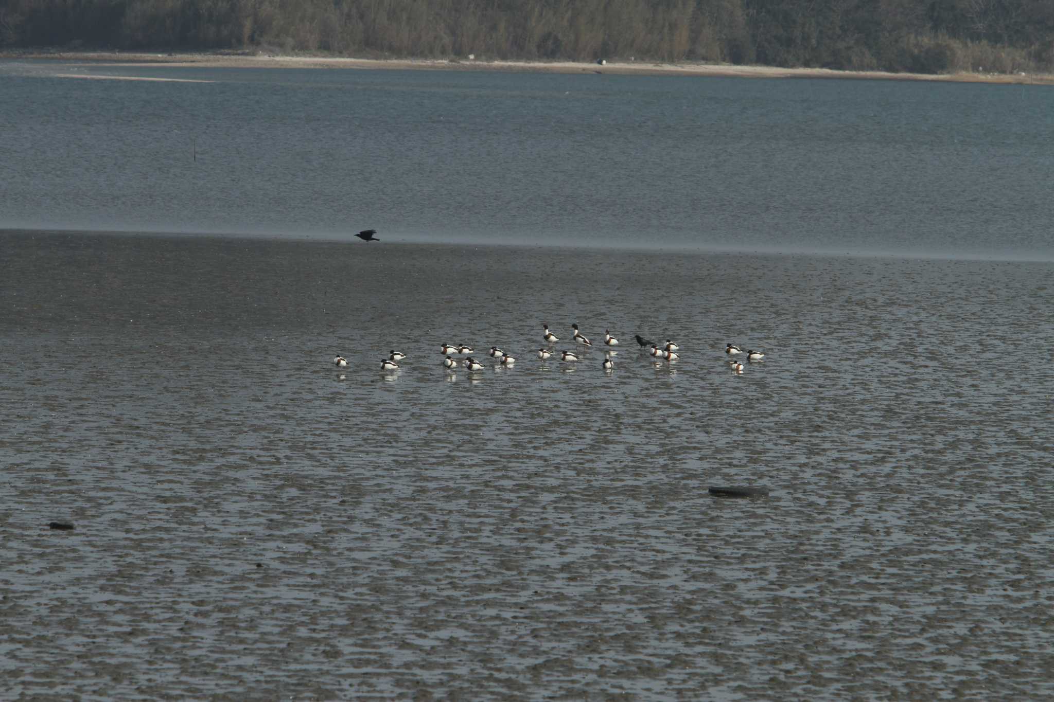 Photo of Common Shelduck at 曽根干潟(曾根干潟) by 重い金属