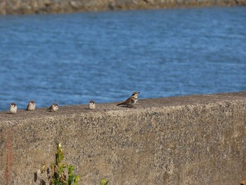 Sat, 1/16/2021 Birding report at 曽根干潟(曾根干潟)