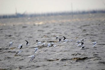 Saunders's Gull Daijugarami Higashiyoka Coast Thu, 12/15/2016