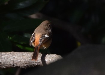 Daurian Redstart Kasai Rinkai Park Tue, 2/23/2021