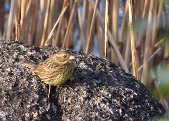 Masked Bunting Kasai Rinkai Park Tue, 2/23/2021