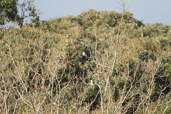 Japanese Grosbeak 笠城ダム公園 Sun, 1/17/2021