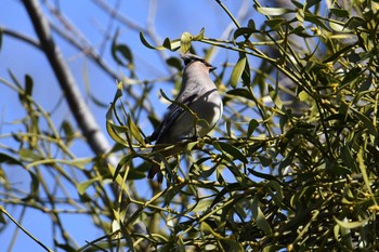 Tue, 2/23/2021 Birding report at Higashitakane Forest park