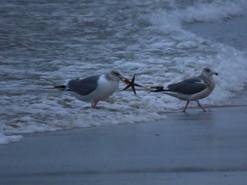 Slaty-backed Gull 福津海岸 Sun, 1/24/2021