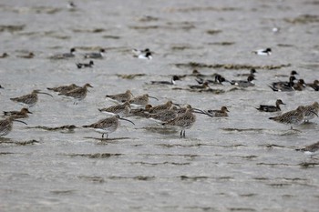 2016年12月15日(木) 大授搦(東与賀干潟)の野鳥観察記録